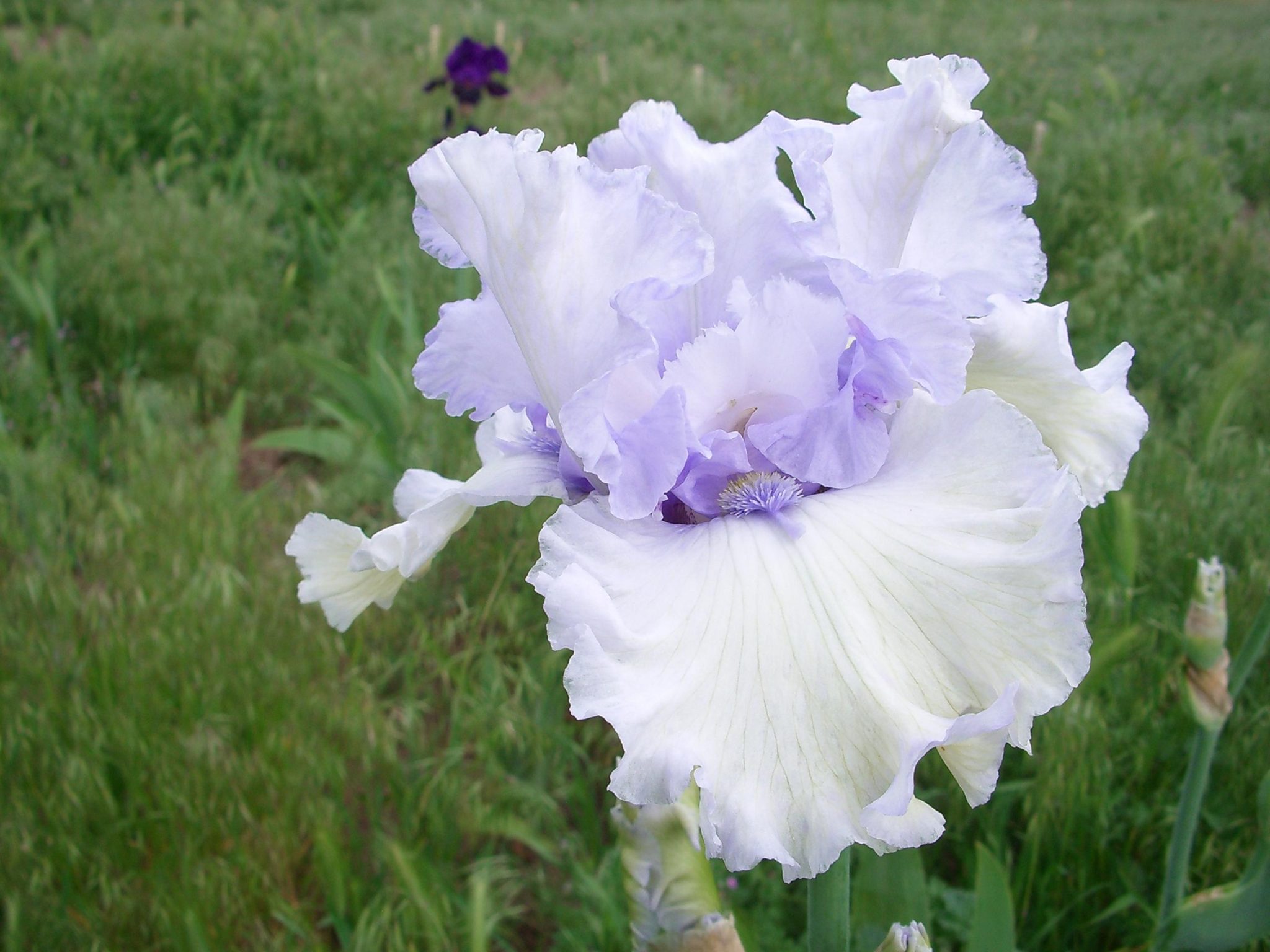 CHINOOK WINDS – Long's Gardens