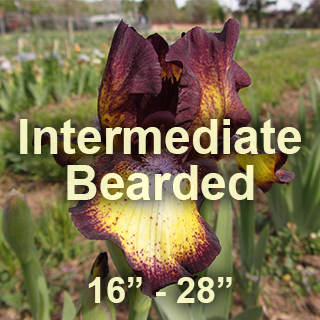 Intermediate Bearded