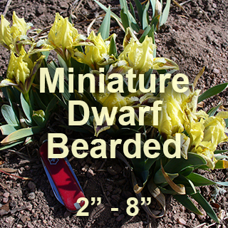 Miniature Dwarf Bearded
