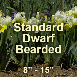 Standard Dwarf Bearded