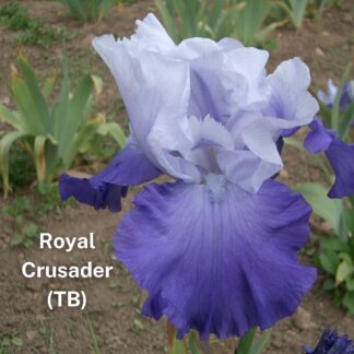 ROYAL CRUSADER