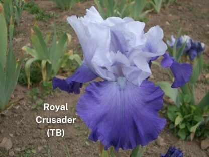 ROYAL CRUSADER
