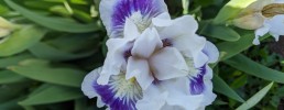 standard dwarf bearded iris 'Riveting'