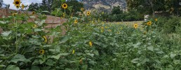 Sunflowers in the milpa
