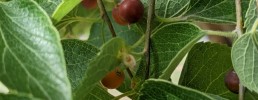 Common Hackberry, Celtis occidentalis