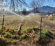 Irrigating in November?